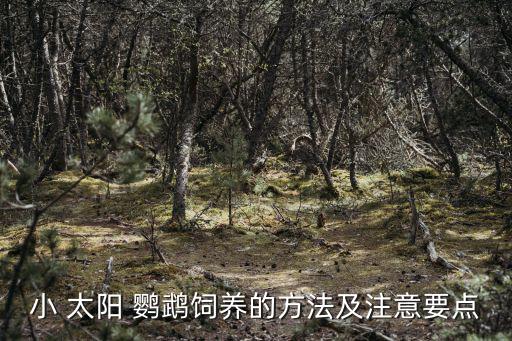 小 太陽 鸚鵡飼養的方法及注意要點