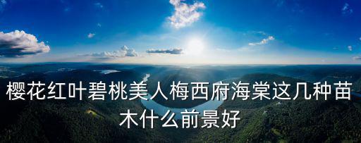 櫻花紅葉碧桃美人梅西府海棠這幾種苗木什么前景好