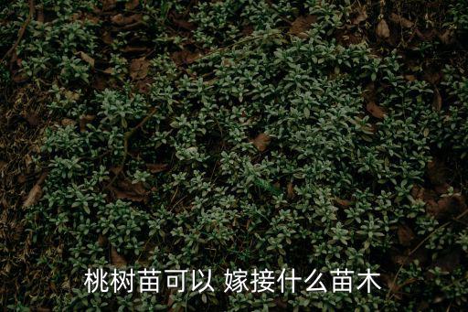 嫁接桃苗,桃樹嫁接選擇同科果樹成功率比較高
