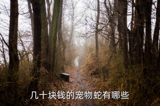 寵物蛇品種，寵物蛇一般有哪幾種