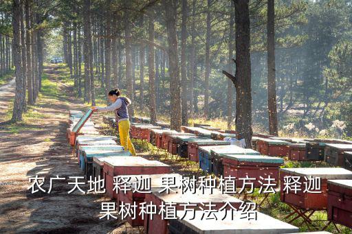 釋迦果樹,種子長(zhǎng)成植株后需修剪釋迦果樹四大注意事項(xiàng)