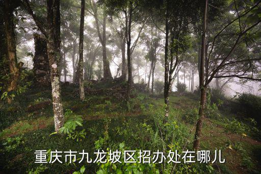 重慶市九龍坡區招辦處在哪兒
