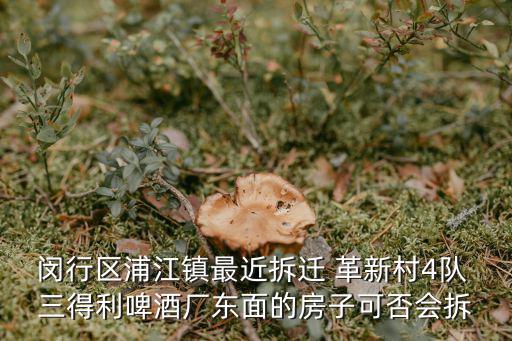 閔行區浦江鎮最近拆遷 革新村4隊 三得利啤酒廠東面的房子可否會拆