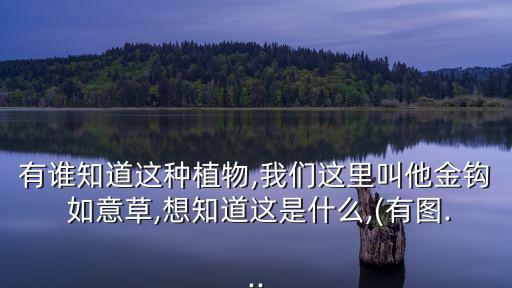 如意草,上海灘餐廳倒閉劉嘉玲和梁朝偉親自去試菜
