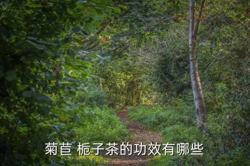 菊苣 梔子茶的功效有哪些