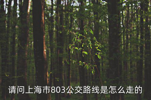 請問上海市803公交路線是怎么走的