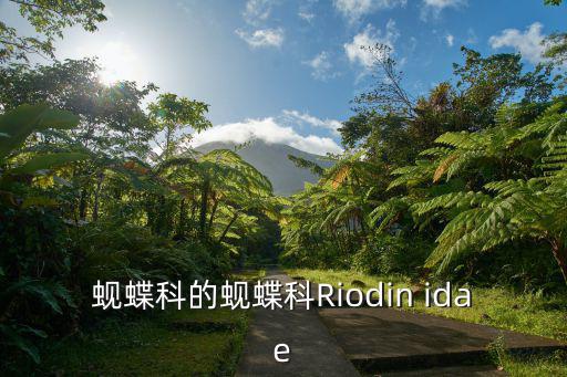 idae,四川眉山國(guó)保寺附近有雄蝶展開(kāi)展翅飛翔