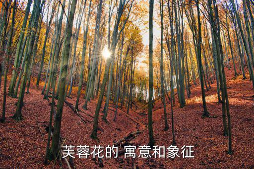  芙蓉花的 寓意和象征