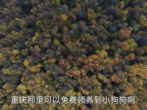 重慶那里可以免費領養到小狗狗啊