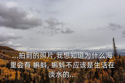 ...拍到的照片,我想知道為什么海里會有 蝌蚪, 蝌蚪不應該是生活在淡水的...