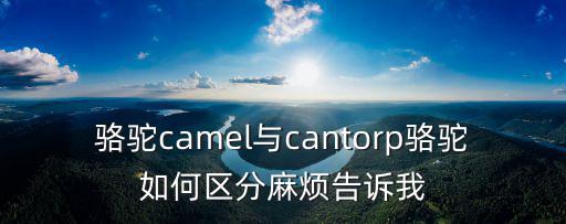 駱駝camel與cantorp駱駝如何區分麻煩告訴我