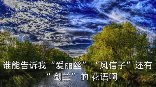 劍蘭的花語,畢業(yè)季送花可以送一束劍蘭