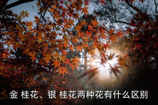 金桂花,金桂花一年開花一次樹木需清除殘花保存養分