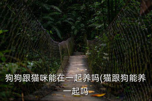 狗狗跟貓咪能在一起養(yǎng)嗎(貓跟狗能養(yǎng)一起嗎