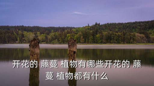 藤蔓植物有哪些,可在室內種植藤蔓植物的好處:省空間又環保
