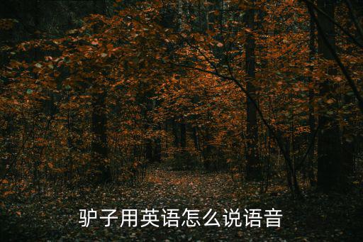 驢子用英語怎么說語音