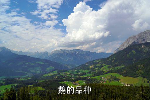 皖西白鵝,中國唯一大型鵝品種獅頭鵝獅城鵝四川白鵝產(chǎn)區(qū)