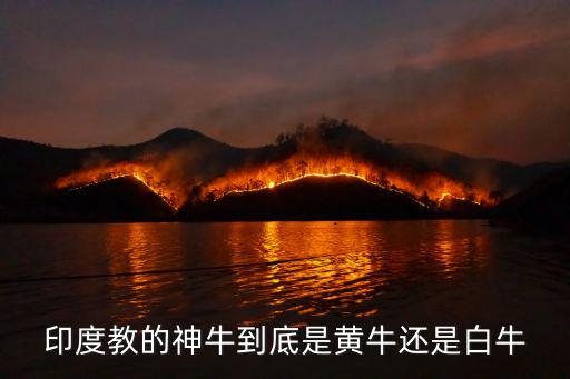 印度白牛，白色革命 印度 奶牛