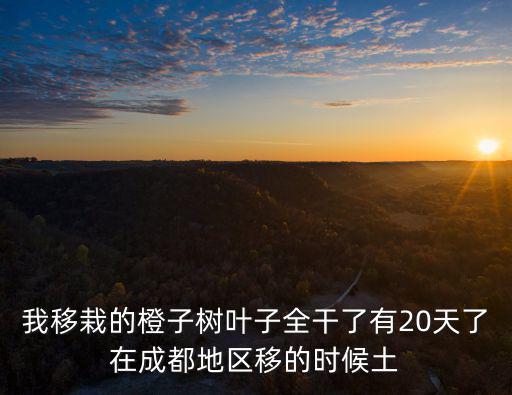 我移栽的橙子樹葉子全干了有20天了在成都地區移的時候土