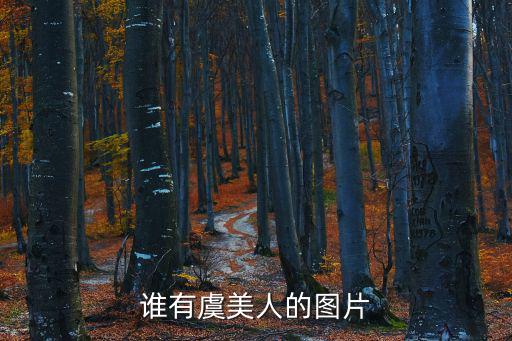 誰有虞美人的圖片