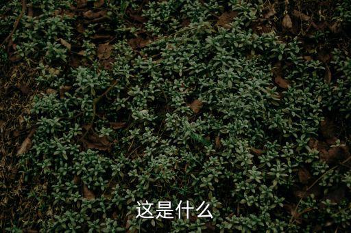 成都市金邊黃楊地苗，成都地區哪里有樹苗種子出售成都不行在中國范圍也可以特別是