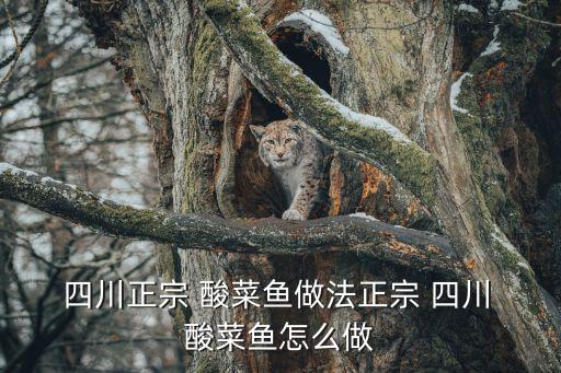  四川正宗 酸菜魚做法正宗 四川 酸菜魚怎么做