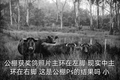 成都市蓉城杯信鴿獲獎鴿圖片欣賞，鴿子2015030105857是哪里的鴿子 有什么參賽記錄 獲得過什么獎項