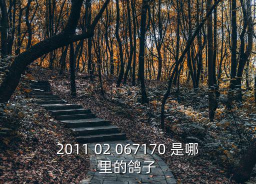 2011 02 067170 是哪里的鴿子