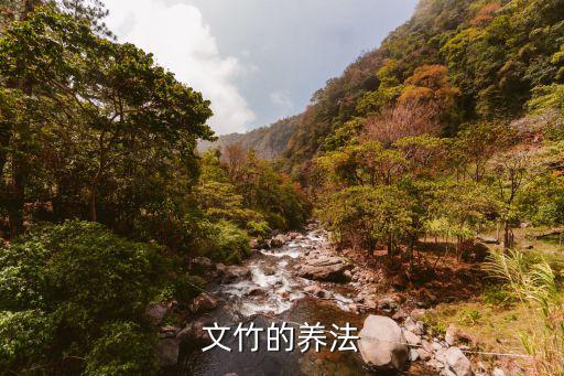 文竹的養法