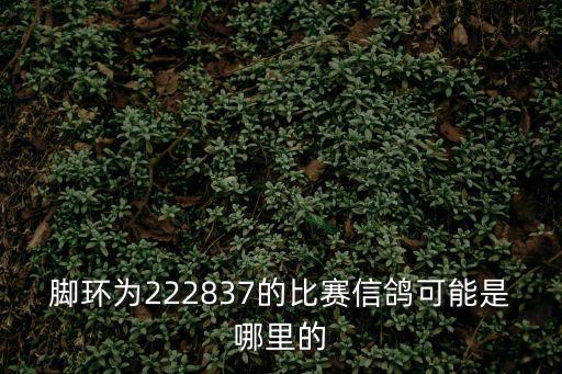 腳環為222837的比賽信鴿可能是哪里的