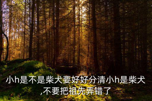 小h是不是柴犬要好好分清小h是柴犬,不要把祖先弄錯(cuò)了