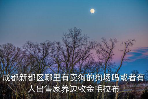 成都新都區哪里有賣狗的狗場嗎或者有人出售家養邊牧金毛拉布