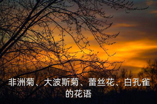  非洲菊、大波斯菊、蕾絲花、白孔雀的花語(yǔ)