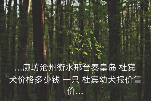 ...廊坊滄州衡水邢臺秦皇島 杜賓犬價格多少錢 一只 杜賓幼犬報價售價...