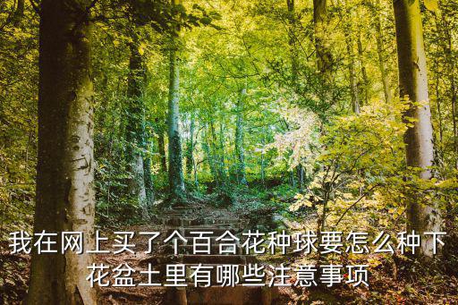 我在網上買了個百合花種球要怎么種下花盆土里有哪些注意事項