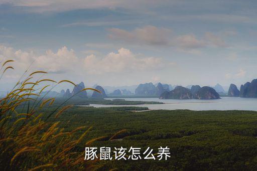 豚鼠怎么養，豚鼠應該怎么養
