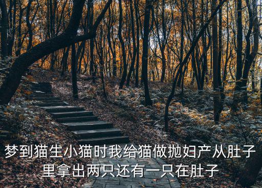夢(mèng)到貓生小貓時(shí)我給貓做拋婦產(chǎn)從肚子里拿出兩只還有一只在肚子