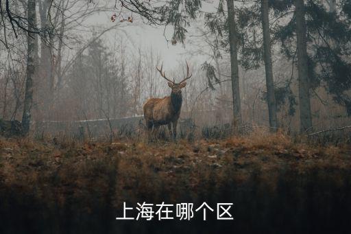 上海在哪個區