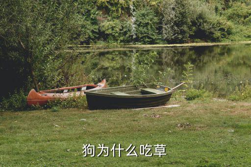 狗吃草,草地上雜草多不要讓狗吃!