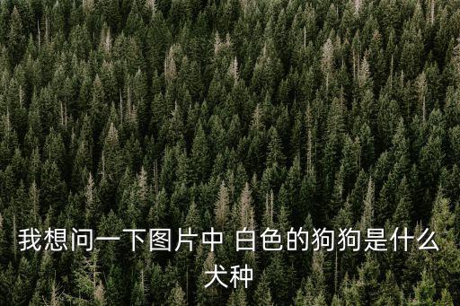 我想問(wèn)一下圖片中 白色的狗狗是什么犬種
