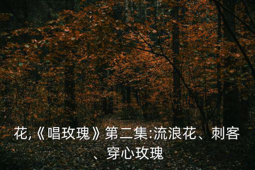 刺玫花,《唱玫瑰》第二集:流浪花、刺客、穿心玫瑰