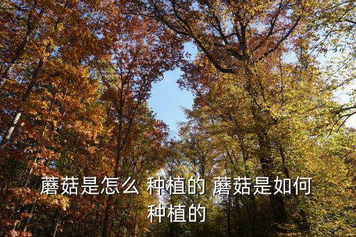 蘑菇怎么種植,如何種蘑菇?記好四件事