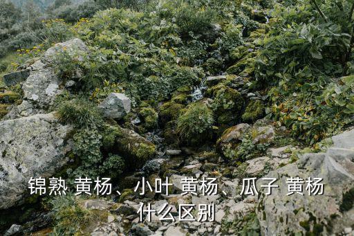 豆瓣黃楊,這些黃楊是怎么一回事?