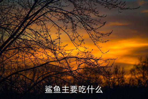 鯊魚主要吃什么