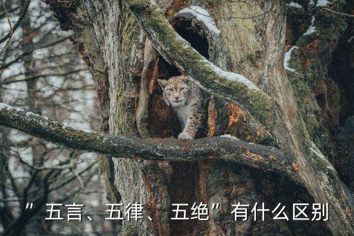 五絕,第二集:五言和現代詩詞的區別