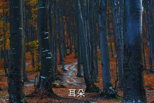耳朵簡筆畫，耳朵