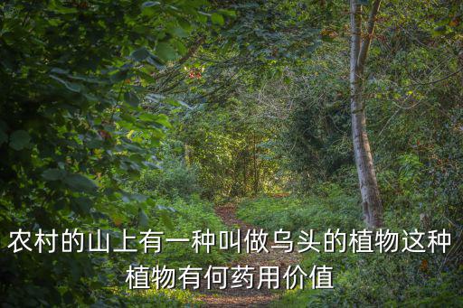 烏頭有毒嗎，烏頭有毒嗎