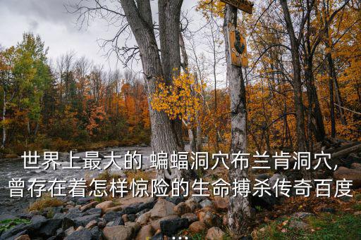 最大的蝙蝠,中文名蝠群拉丁名:飛狐和蝙蝠