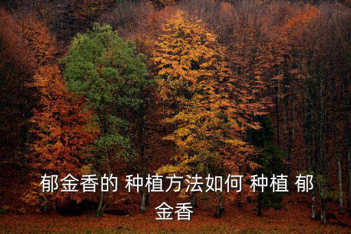 郁金香種植方法與技巧,郁金香種子球從何處來?