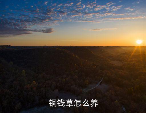 銅錢草土培怎么養,銅錢草適合在室內養殖或盆栽培養